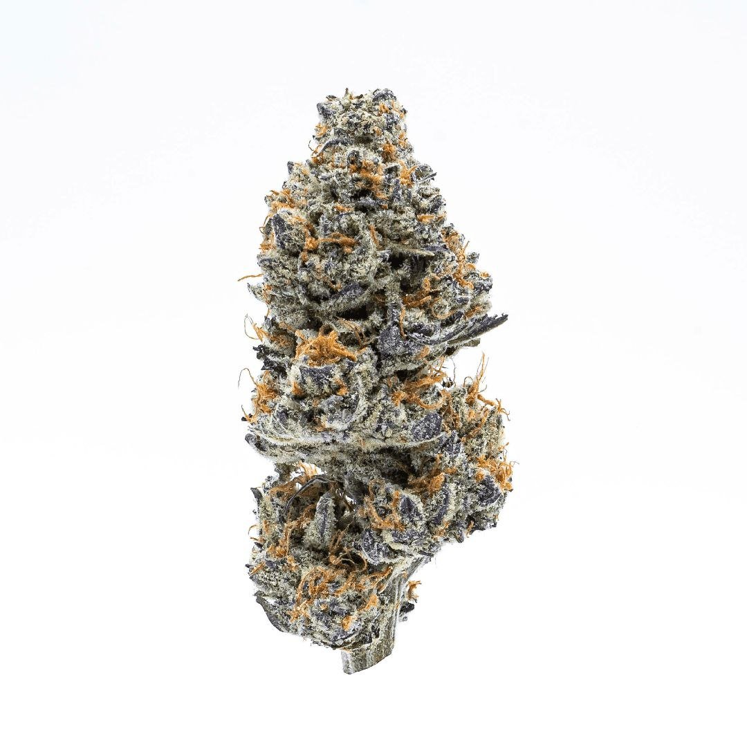 Sunset Sherbet HHC Flower Indoor Sunset Sherbet HHC Flower Indoor